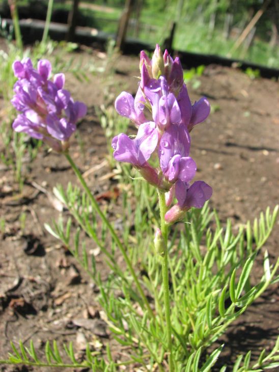 Oxytropis lambertii Seeds – Showy Locoweed, Native Perennial Wildflower, Nitrogen-Fixing Prairie Plant, Pollinator Friendly, 25 Seeds