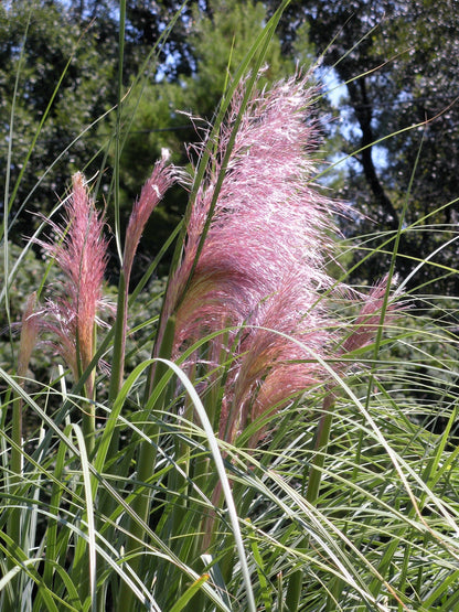 200 Ornamental PINK PAMPAS GRASS Cortaderia Selloana Rosea Seeds