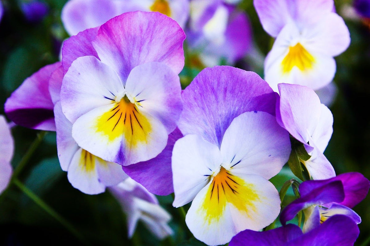 50 Light JOHNNY JUMP UP Viola Tricolor Violet Flower Seeds