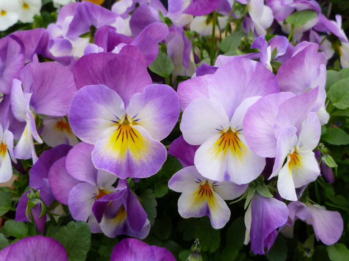 50 Light JOHNNY JUMP UP Viola Tricolor Violet Flower Seeds