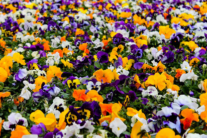250 Mixed Colors SWISS GIANT PANSY Viola Wittrockiana Flower Seeds