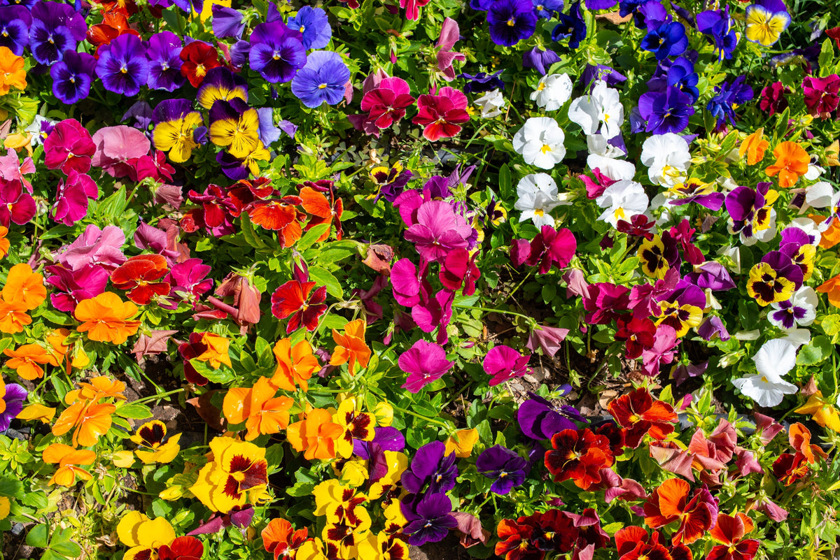 250 Mixed Colors SWISS GIANT PANSY Viola Wittrockiana Flower Seeds