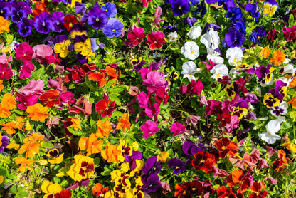250 Mixed Colors SWISS GIANT PANSY Viola Wittrockiana Flower Seeds