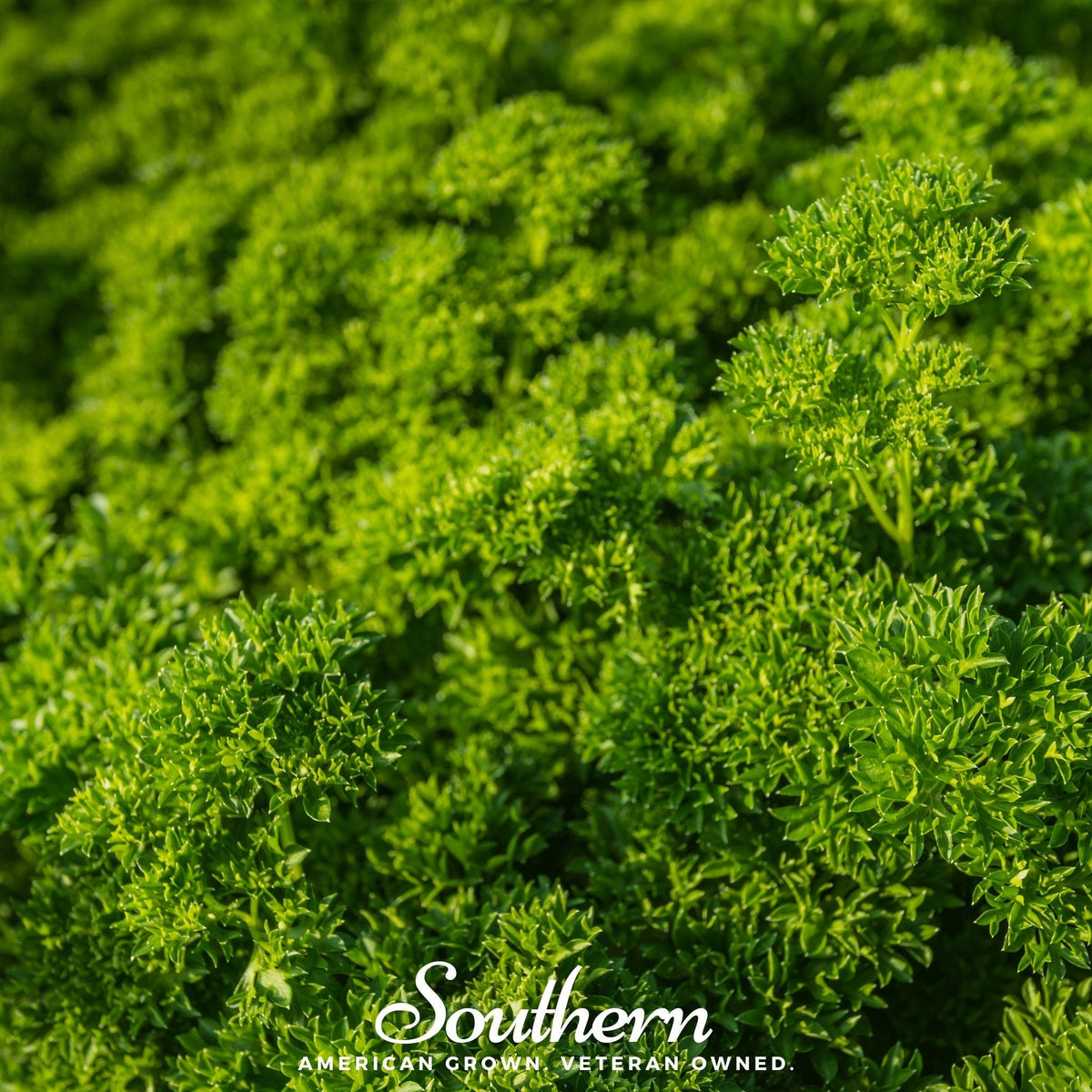 Evergreen Parsley – 200 Seeds