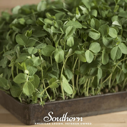 Dwarf Grey Sugar Peas – 100 Seeds