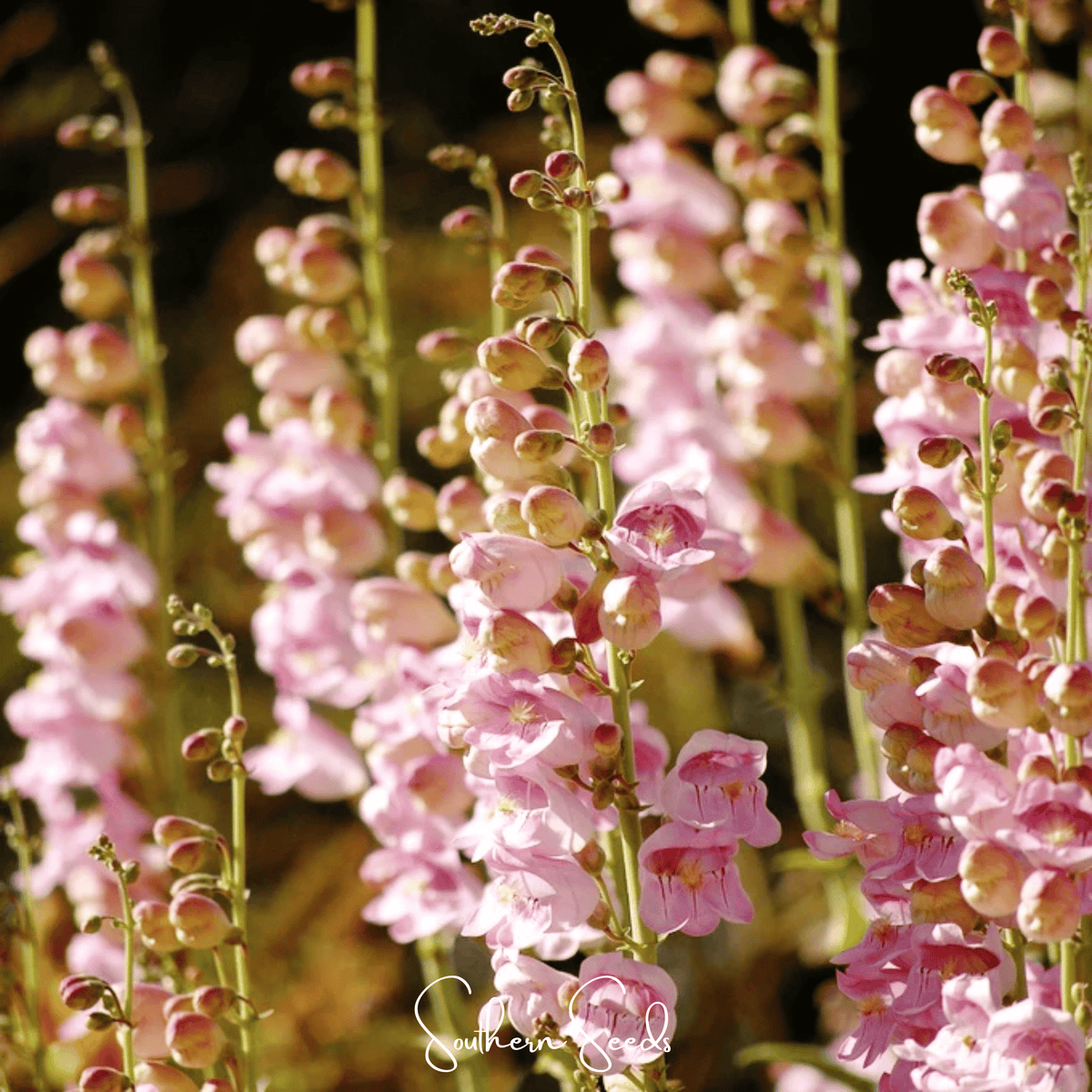 Palmer Penstemon – 100 Seeds