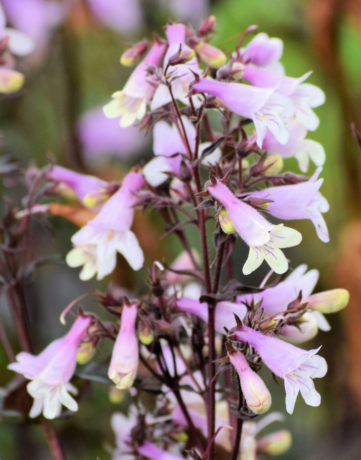 250 NATIVE MIX Beardtongue PENSTEMON Grandiflorus, Strictus, Cobaea, Palmeri, Digitalis, Pallidus - Pink White Blue Purple Flower Seeds