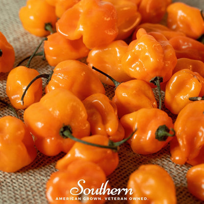 Orange Habanero Pepper – 30 Seeds