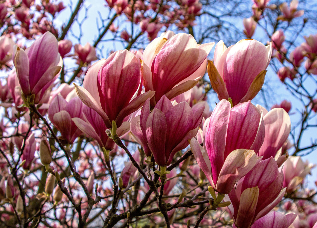 Ann Magnolia – 1 Live Flowering Shrub, 3-Gallon Size, 24–30-Inch Measurement – Magnolia ‘Ann’