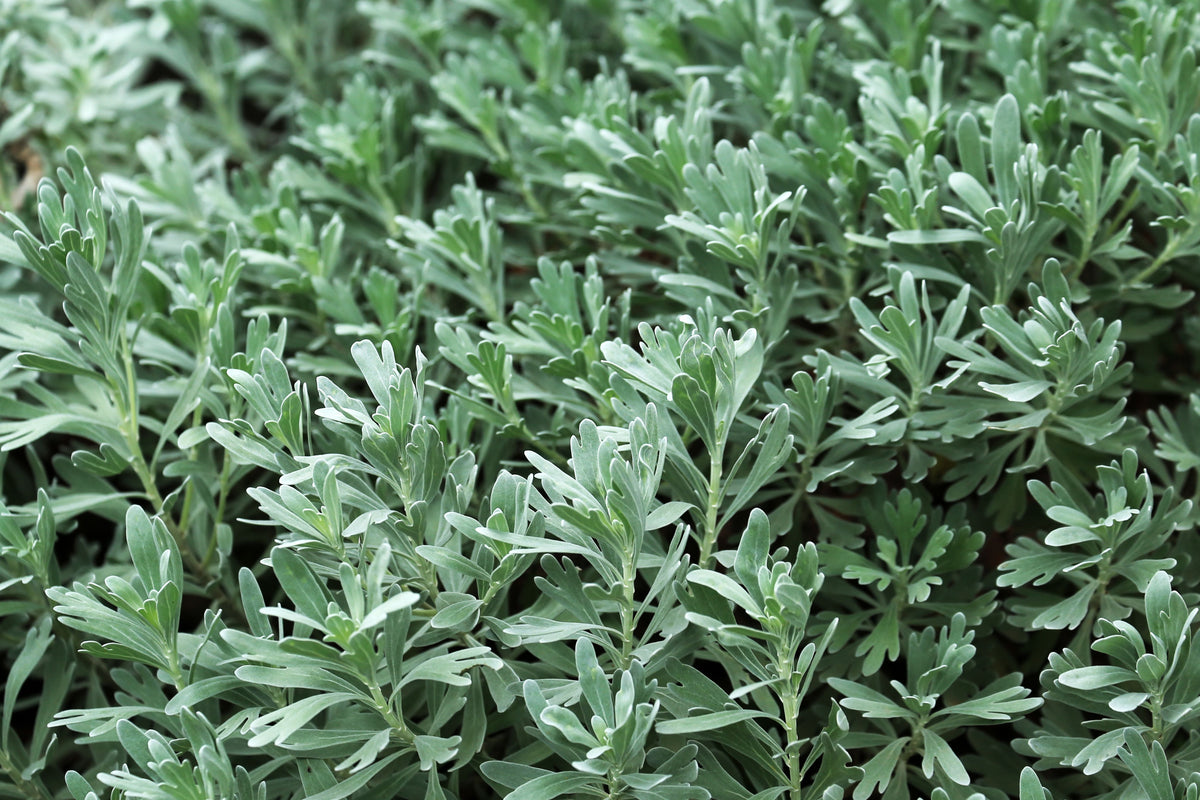 GardenGhost Wormwood 1 Live Plant – 4-Inch Pot – Artemisia Hybrid ‘GardenGhost’
