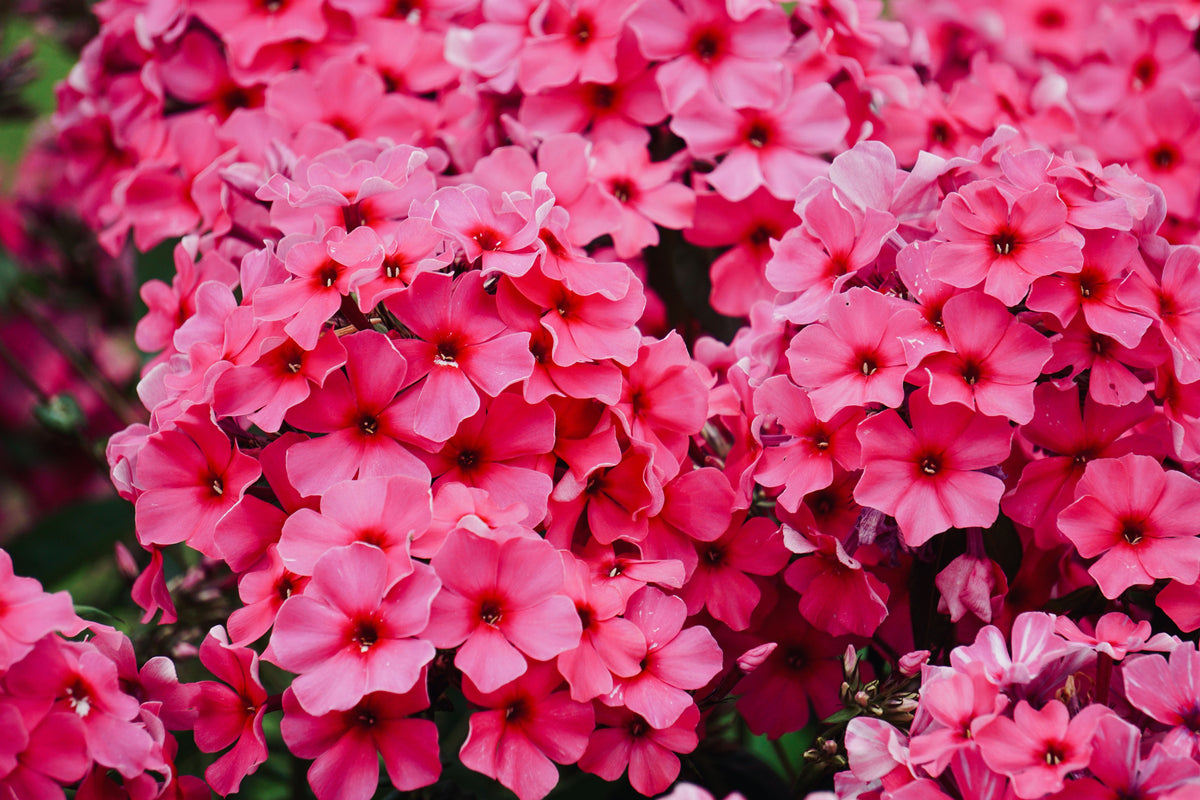 Opening Act Ultrapink Phlox Live Plants 3 Rooted Starters in 1 Qt Pots Pink Perennial Garden Flower Plant
