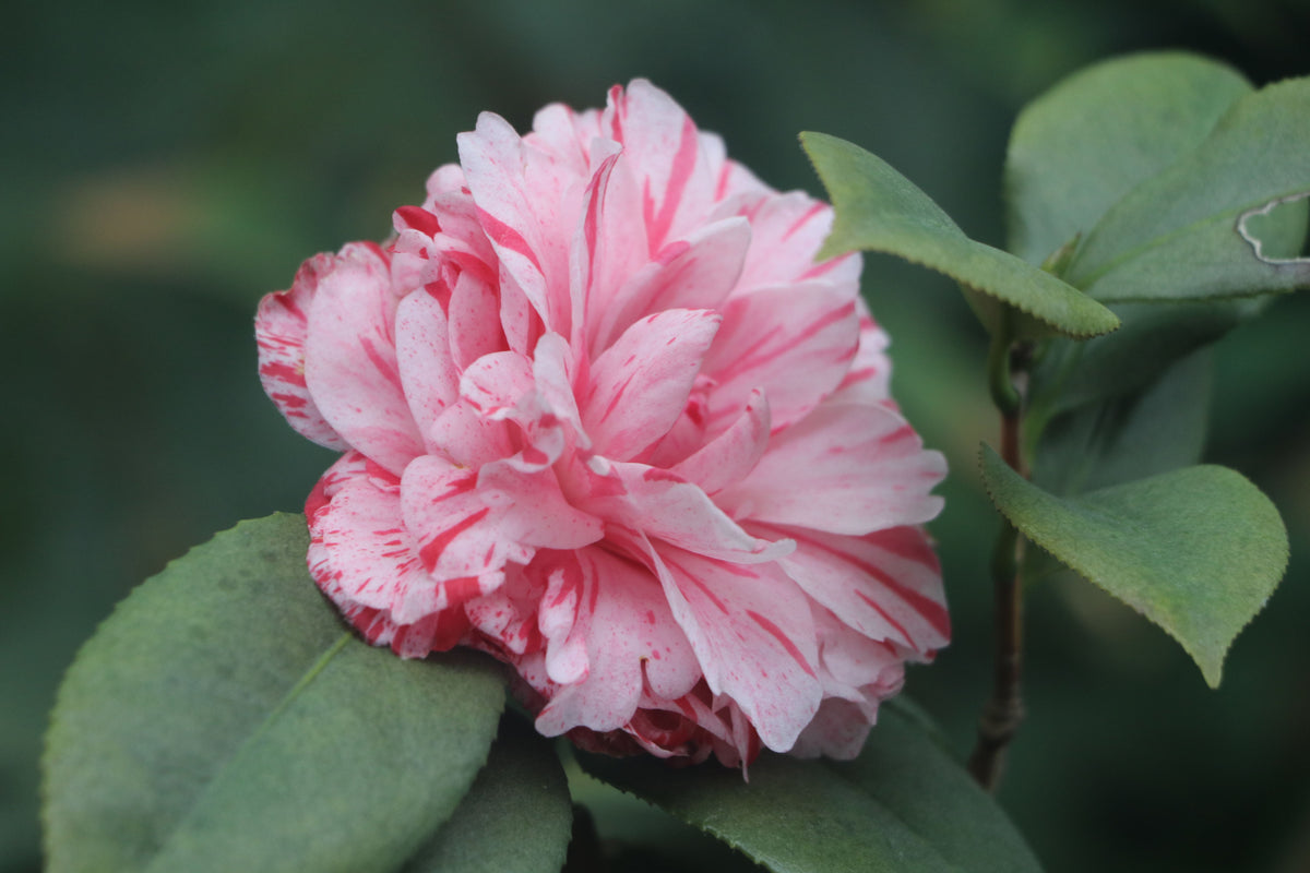 LA Peppermint Camellia Live Starter Plant Camellia Japonica Variegated Pink White Flower Evergreen Shrub