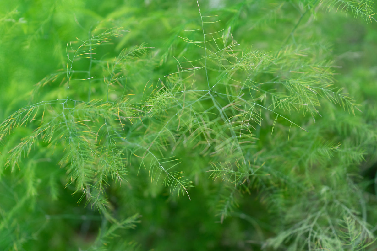 Asparagus Plumosus Fern Live Plant in 2.5-Inch Pot – Mini Fern for Terrariums & Bonsai (Asparagus setaceus)