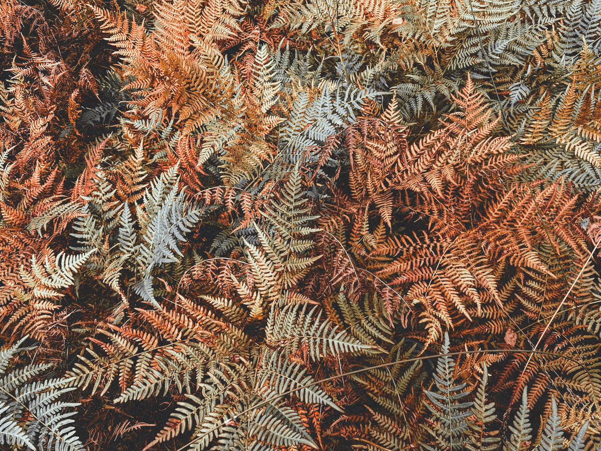 Brilliance Autumn Fern Live Plants – 3 Rooted Starter Plants in 1 Qt Pots, Dryopteris erythrosora, Shade Garden Foliage Plant
