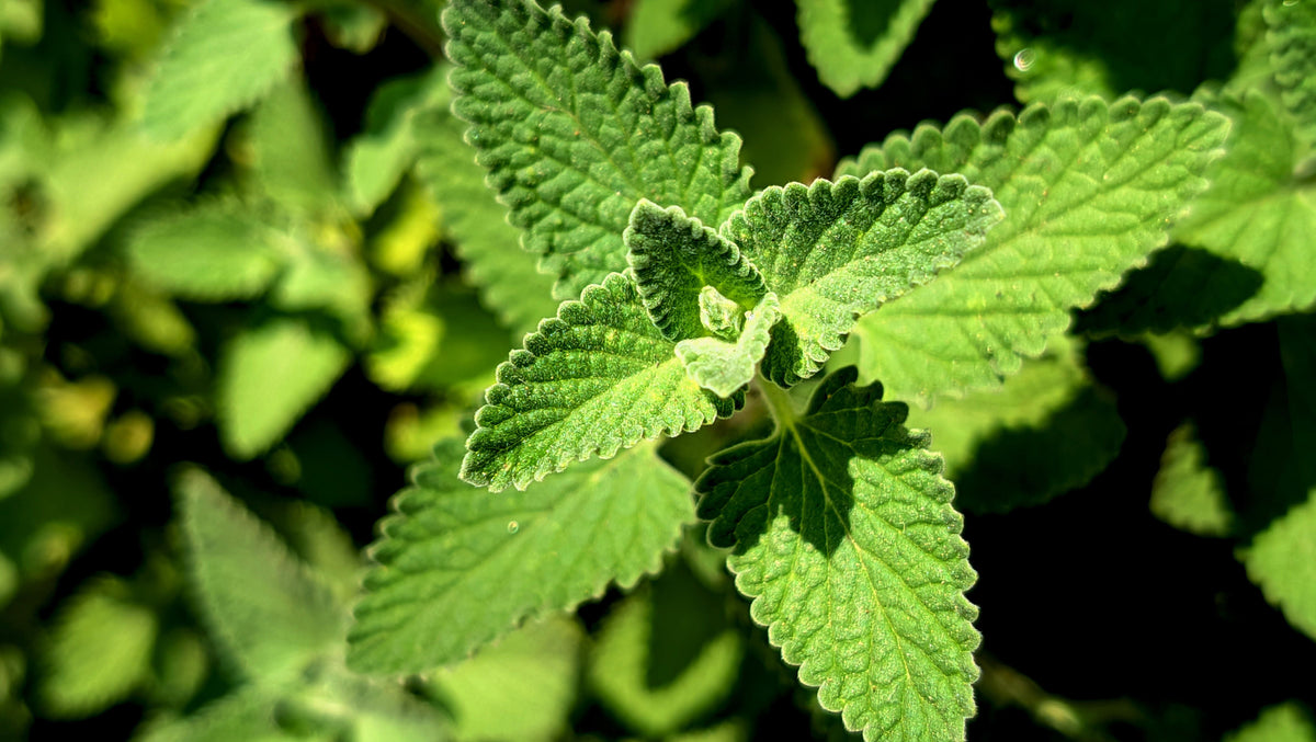 2 Live Mexican Mint Plants – Well-Rooted Starter Plants – Plectranthus amboinicus
