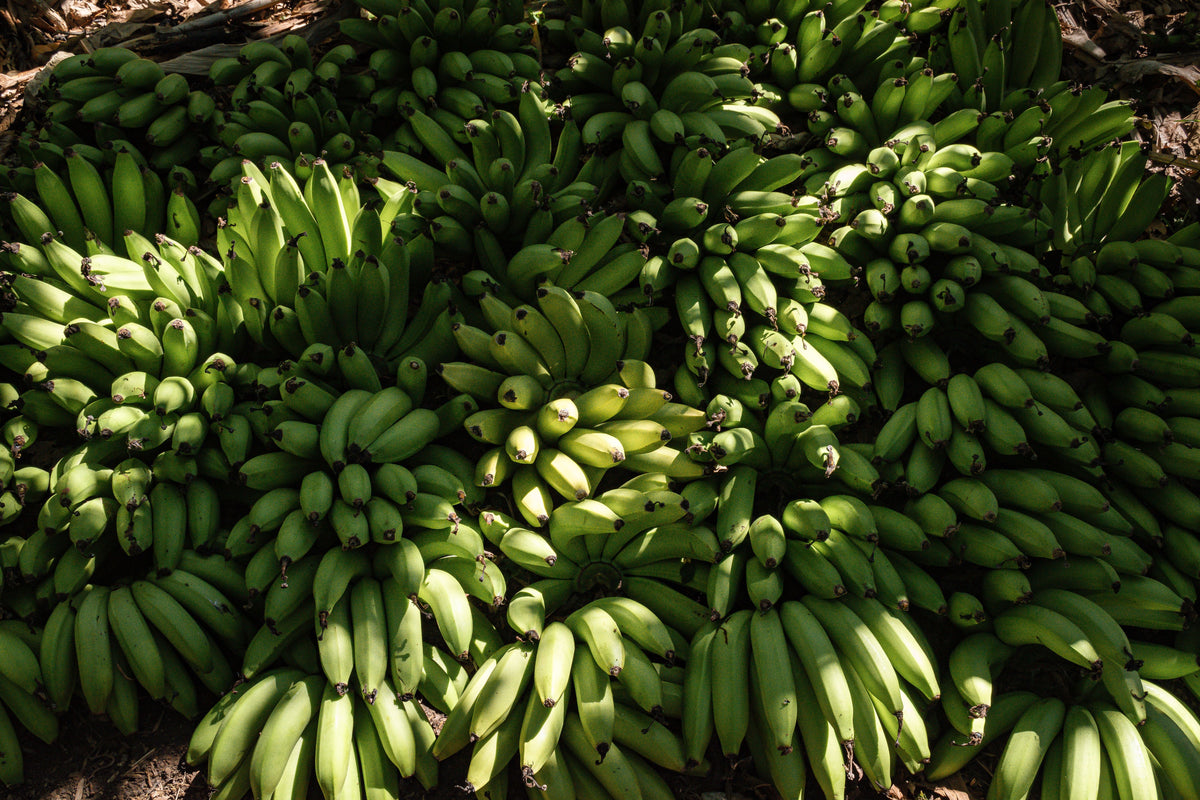 Grand Nain Banana Plant Live Tropical Plant 1 Established Plant in Gallon Pot Musa Fruit Bearing Banana Tree