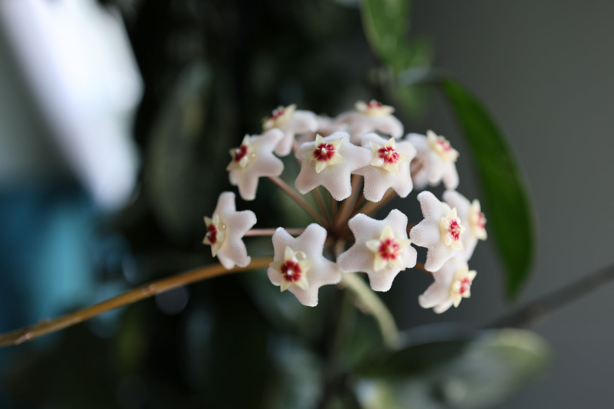 Hoya Rotundiflora Live Plant in 4-Inch Nursery Pot – Rooted Hoya Rotundiflora