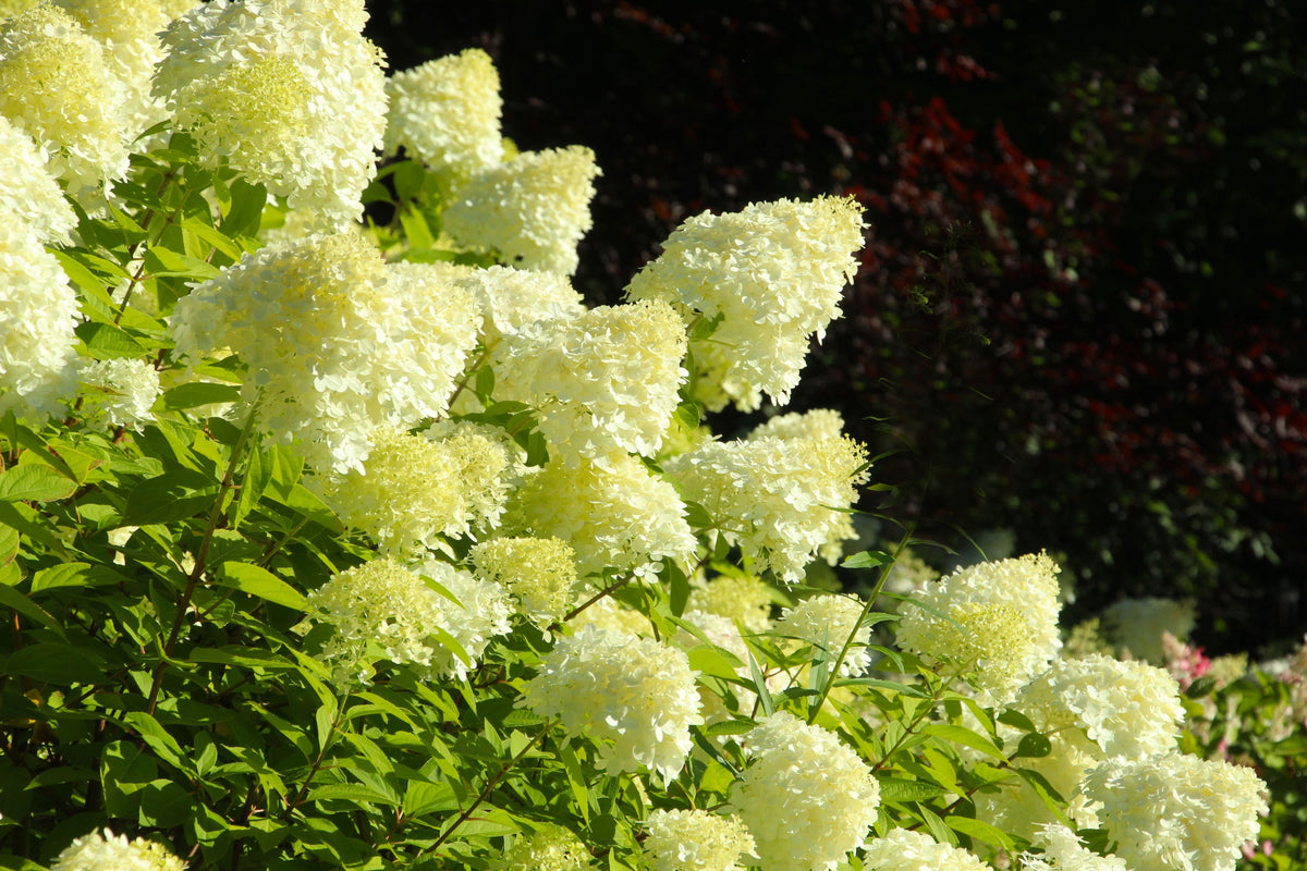 Limelight Panicle Hydrangea – 1 Live Plant, 5-Gallon, 15–18 Inches – Hydrangea paniculata ‘Limelight’