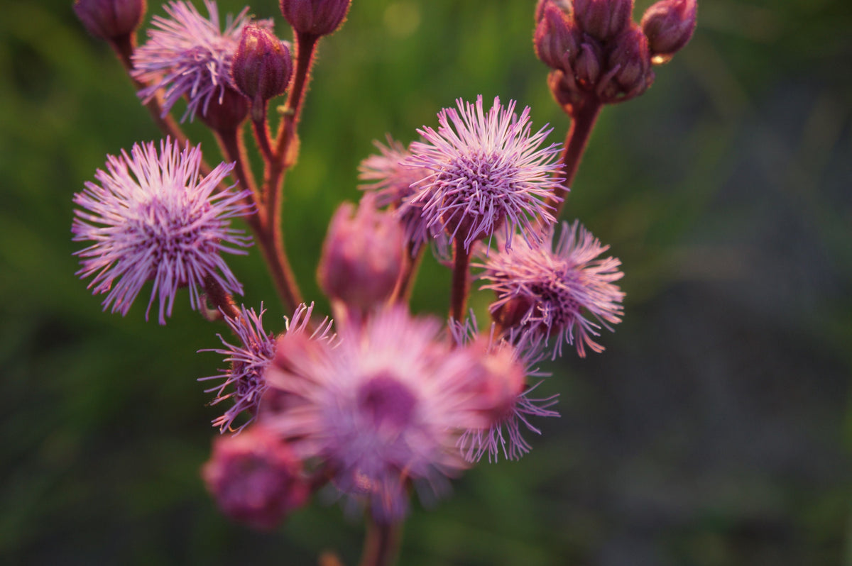 3 Live Ironweed Flowering Plants – Bare Root Perennial Pollinator Plants – Vernonia spp.