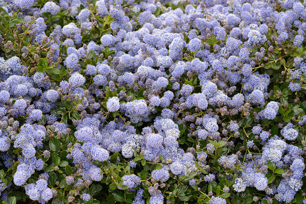Yankee Point California Lilac 1 Live Plant – 4-Inch Pot – Ceanothus griseus var. horizontalis ‘Yankee Point’