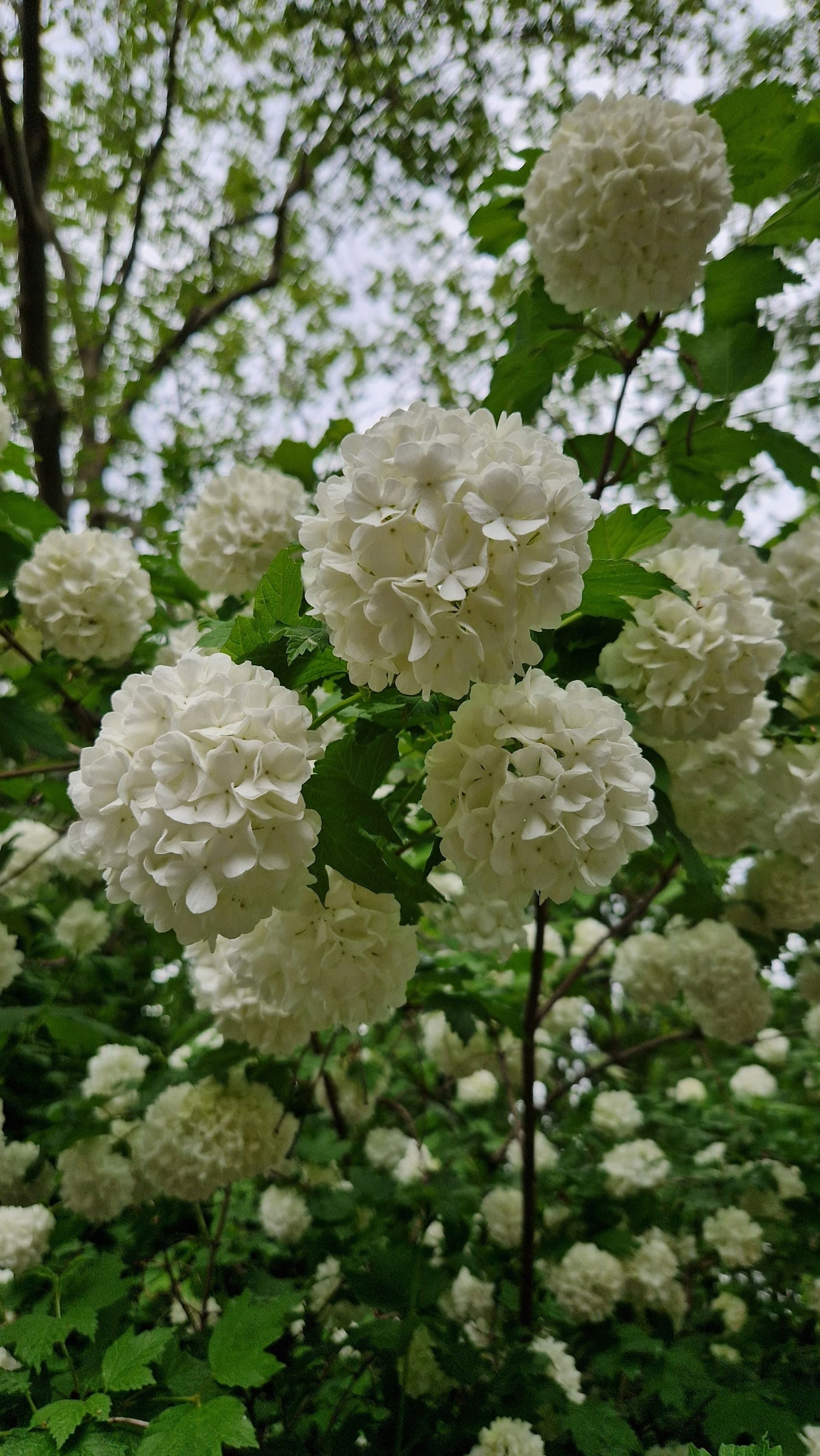 Annabelle Snowball Hydrangea Live Plants 2 Rooted Starters in 1 Qt Pots White Flowering Shrub Plant