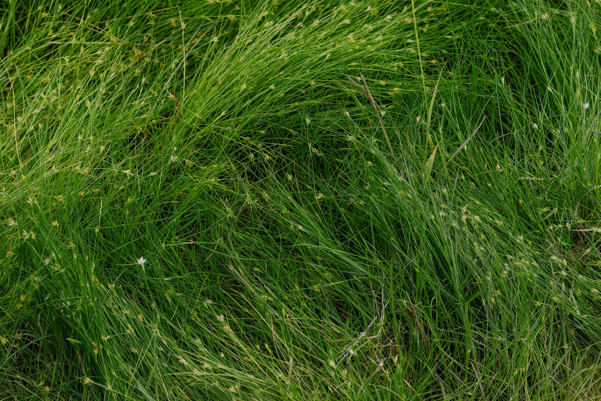 Eleocharis radicans Live Plant 2 Inch Pot – Bonsai Grass Mini Aquatic Plant