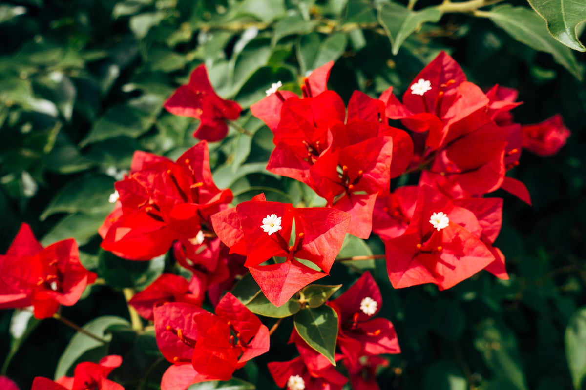 Ruby Bougainvillea Live Starter Plant – Well Rooted Plug in Container