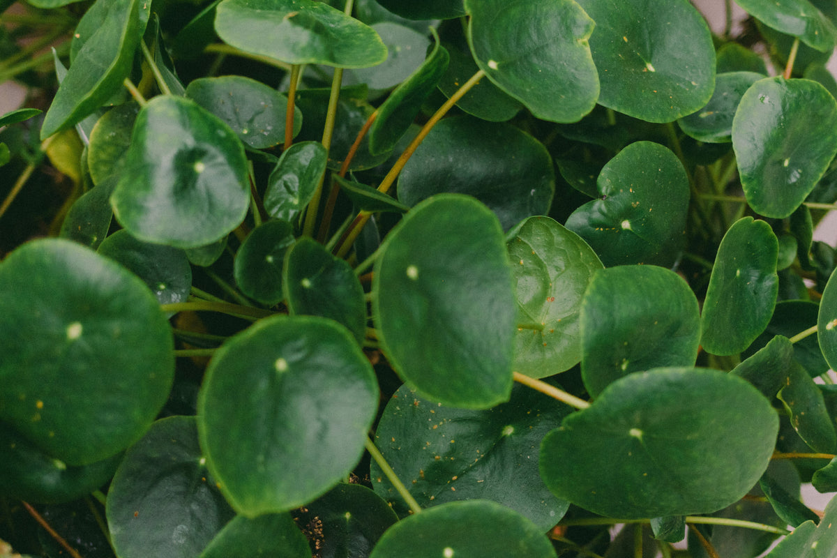 Chinese Money Plant Live Houseplant in 2 Inch Pot – Pilea peperomioides