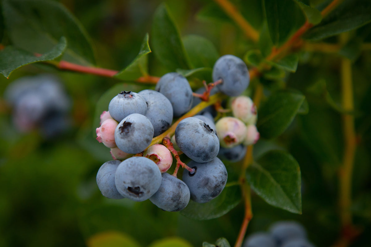 Top Hat Dwarf Blueberry Starter Plant 7M – Live Blueberry Shrub, Vaccinium corymbosum