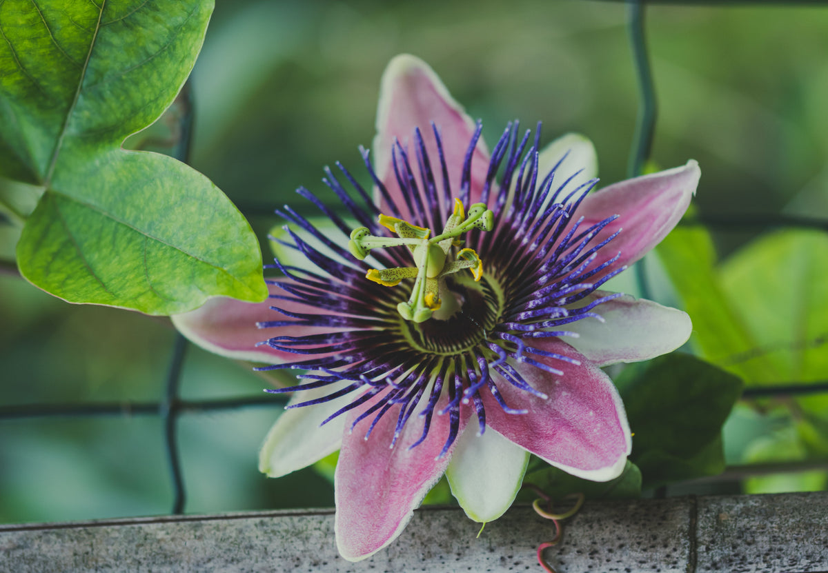 Purple Passion Plant Live Starter - 3 Inch Tall Gynura aurantiaca Purple Velvet Plant