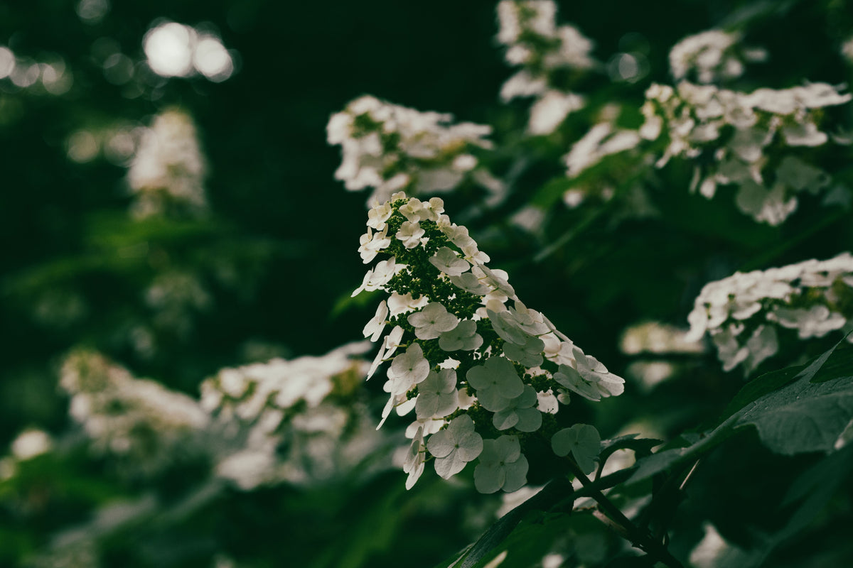 Snow Queen Oakleaf Hydrangea Live Plant 1 Pint - Hydrangea quercifolia