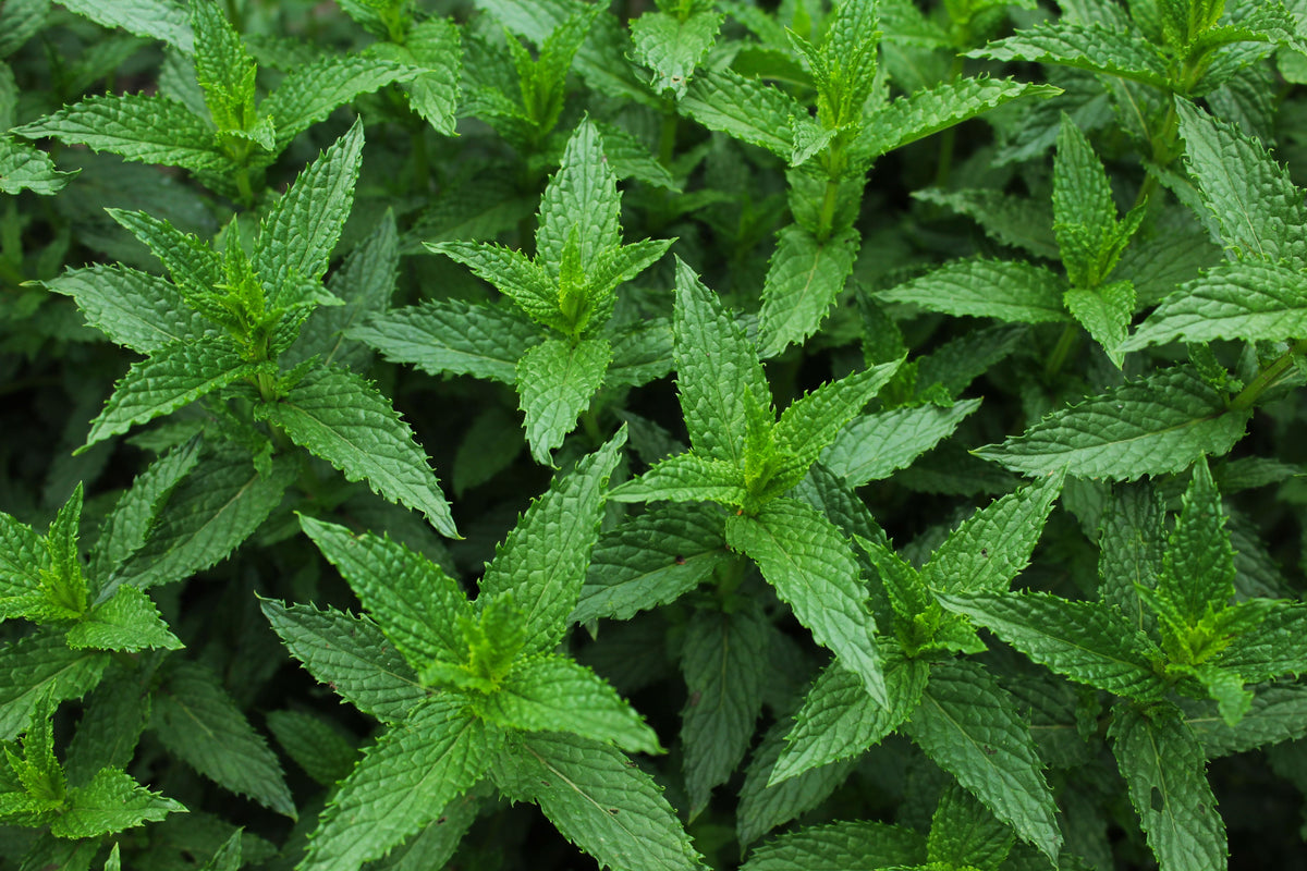 20+ Live Organic Spearmint Plants – Aromatic Herb – Mentha spicata