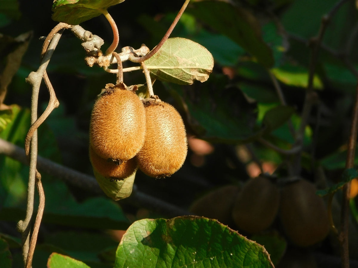 2 Kiwi Vine Live Plants – 4–6 Inches Tall – Perennial Fruit Plants – Actinidia spp.
