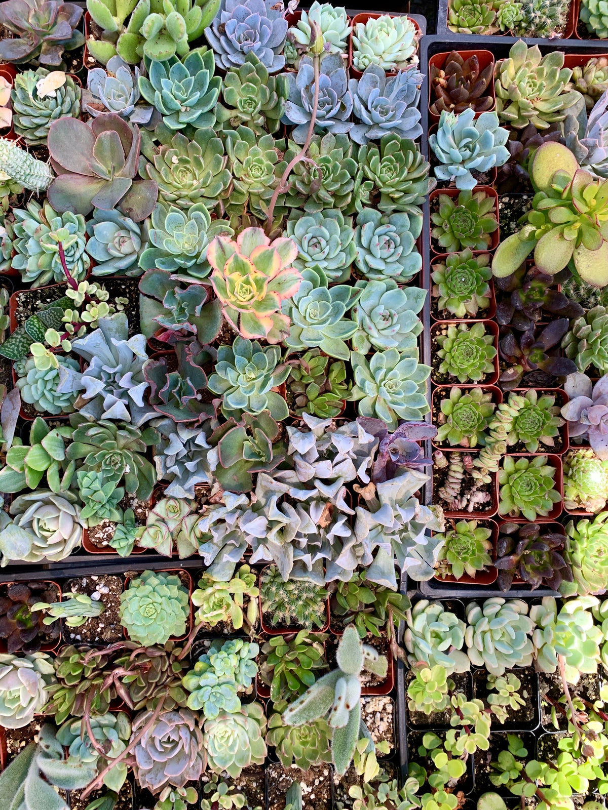 Imported Mixed Succulent Cuttings – 1 Pot Live Succulent Collection