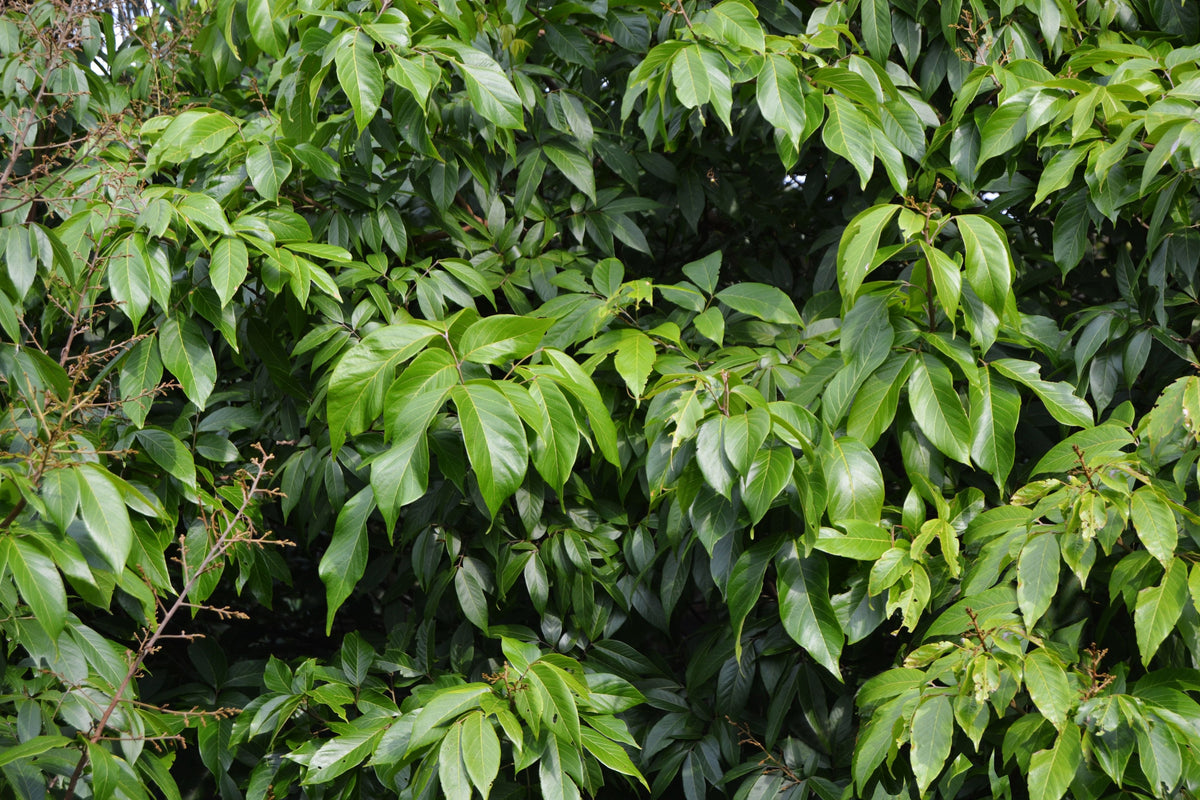 Ylang Ylang Live Plant in 6-Inch Pot – Cananga odorata Fragrant Flower Tree