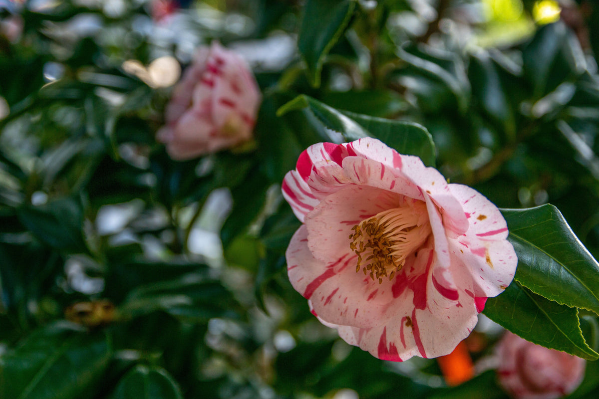 La Peppermint Camellia Japonica Live Starter Plant – Bicolor Pink White Camellia