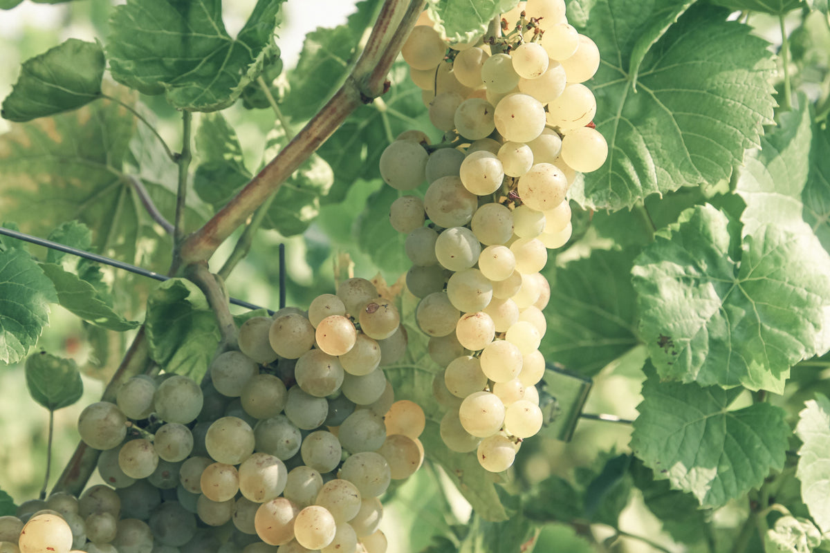 Blanc du Bois Grape Live Plant – 3-Inch Pot – Vitis 'Blanc du Bois'