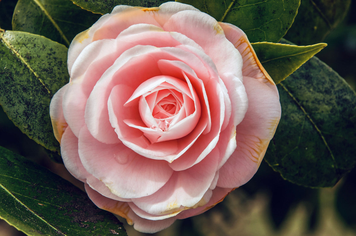 Leslie Ann Camellia Japonica Live Starter Plant – Well-Rooted in Pot