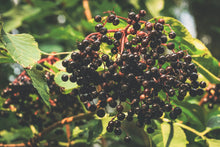 American Elderberry Live Rooted Starter Plant – Sambucus canadensis – USDA Zones 4–9