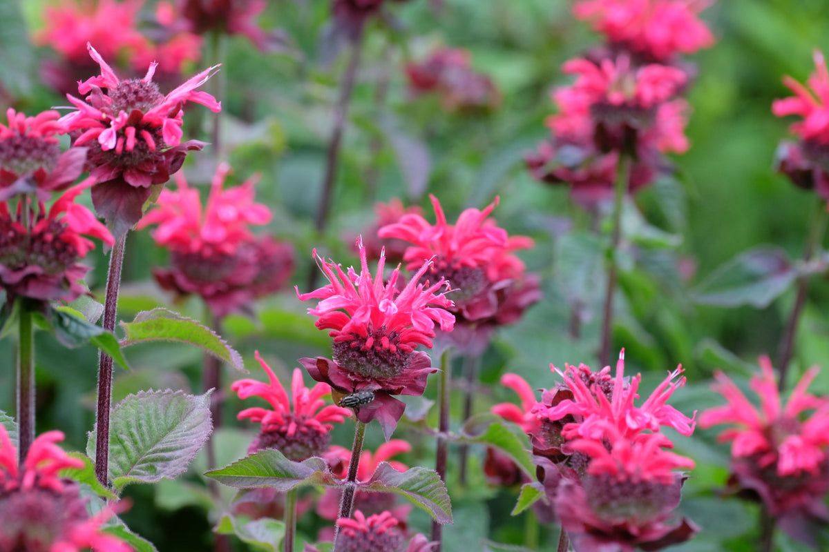 Bee You Bee Free Bee Balm Live Plants 3 Rooted Starters in 1 Qt Pots Monarda Didyma Perennial Flower