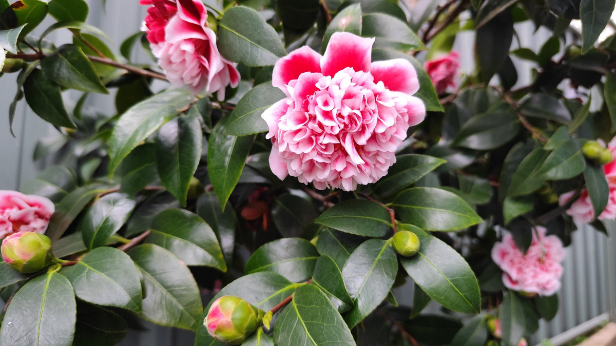 Gigantea Camellia Japonica Live Starter Plant in 3-Inch Pot - Evergreen Flowering Shrub