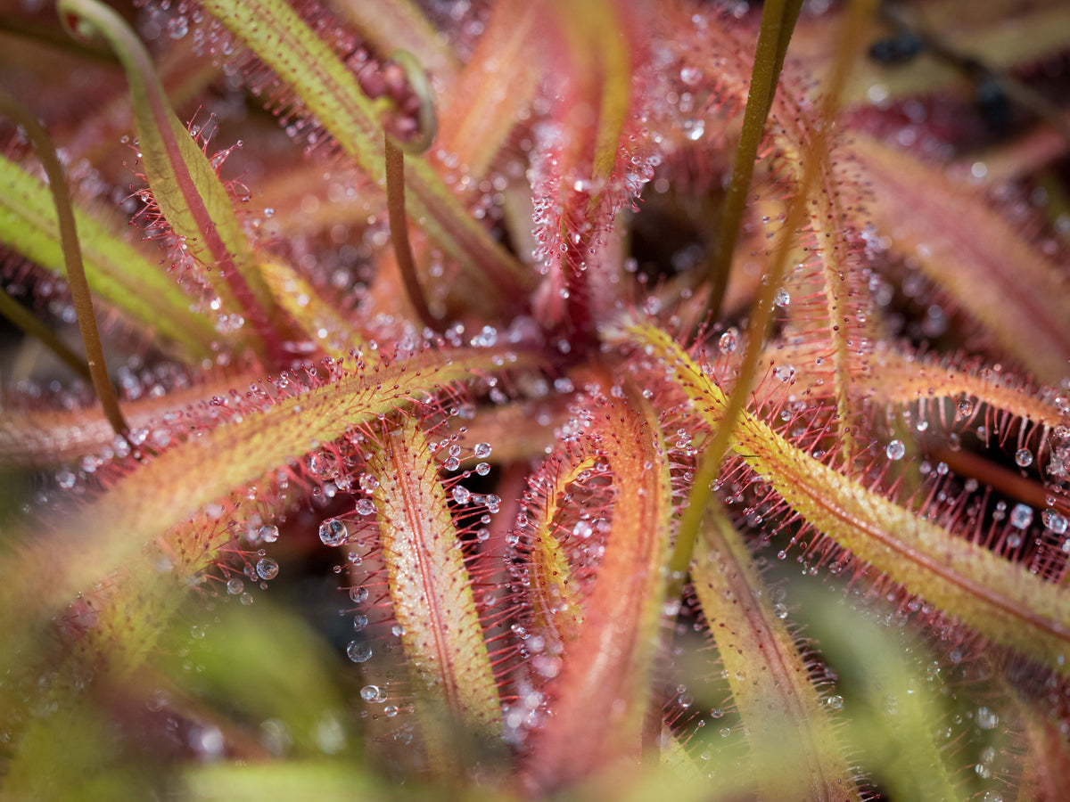 4 Live Cape Sundew Carnivorous Plants – Drosera capensis
