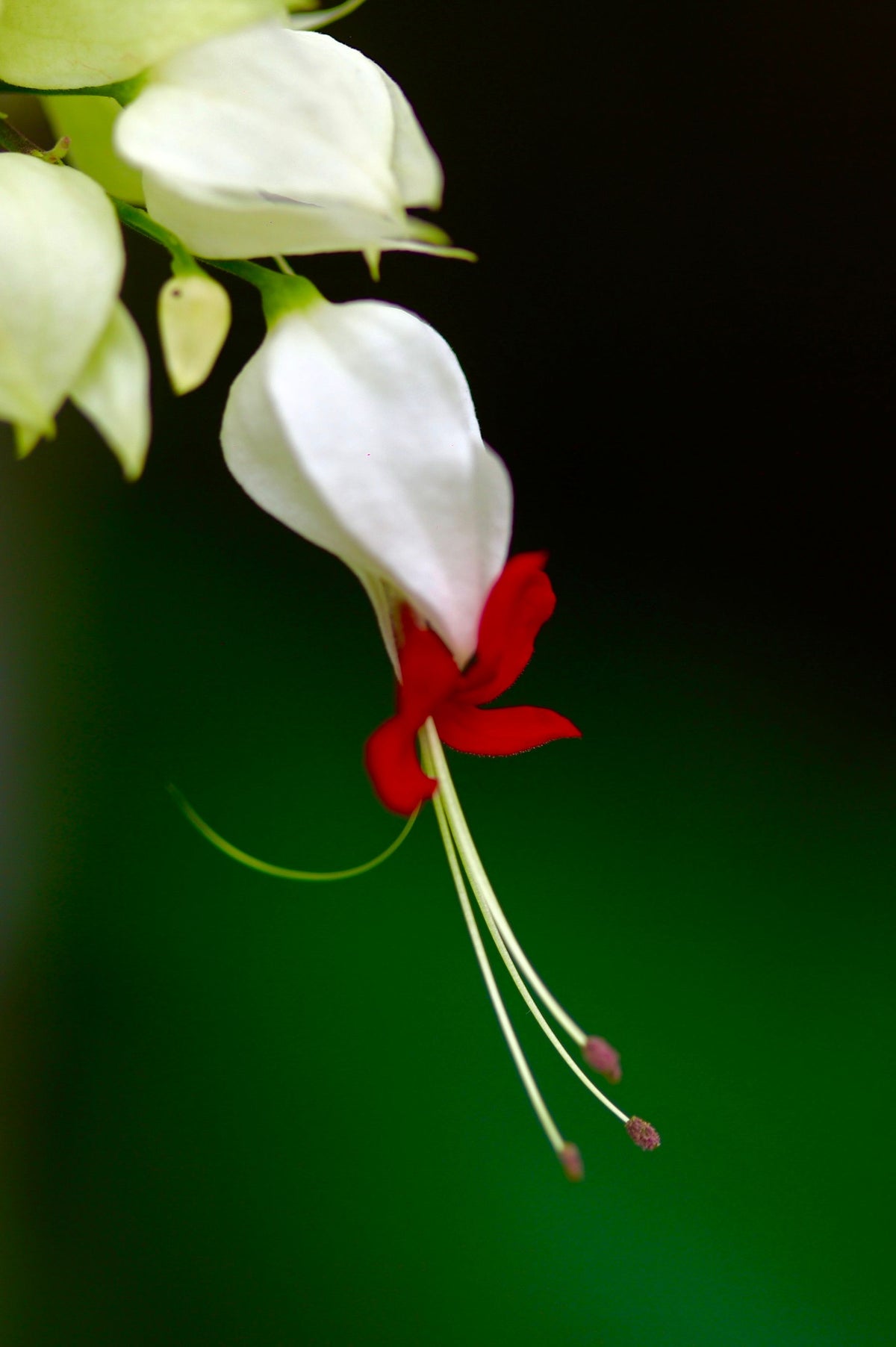 White Bleeding Heart Live Plant - Rooted Perennial with White Flowers for Shade Gardens