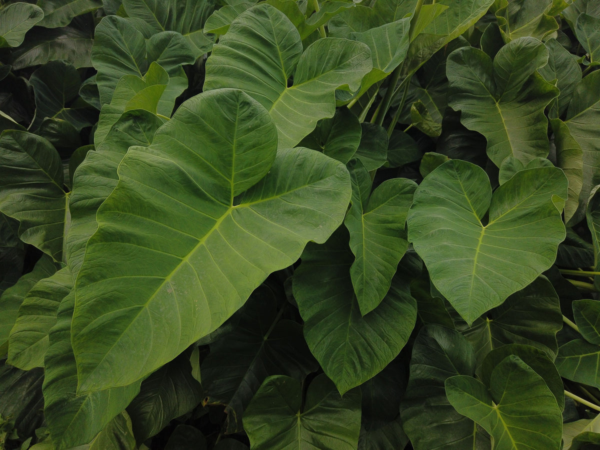 Illustris Colocasia Live Plant – 1 Starter Plant, 3-Inch Pot Size, Ships Without Pot (Colocasia esculenta 'Illustris')