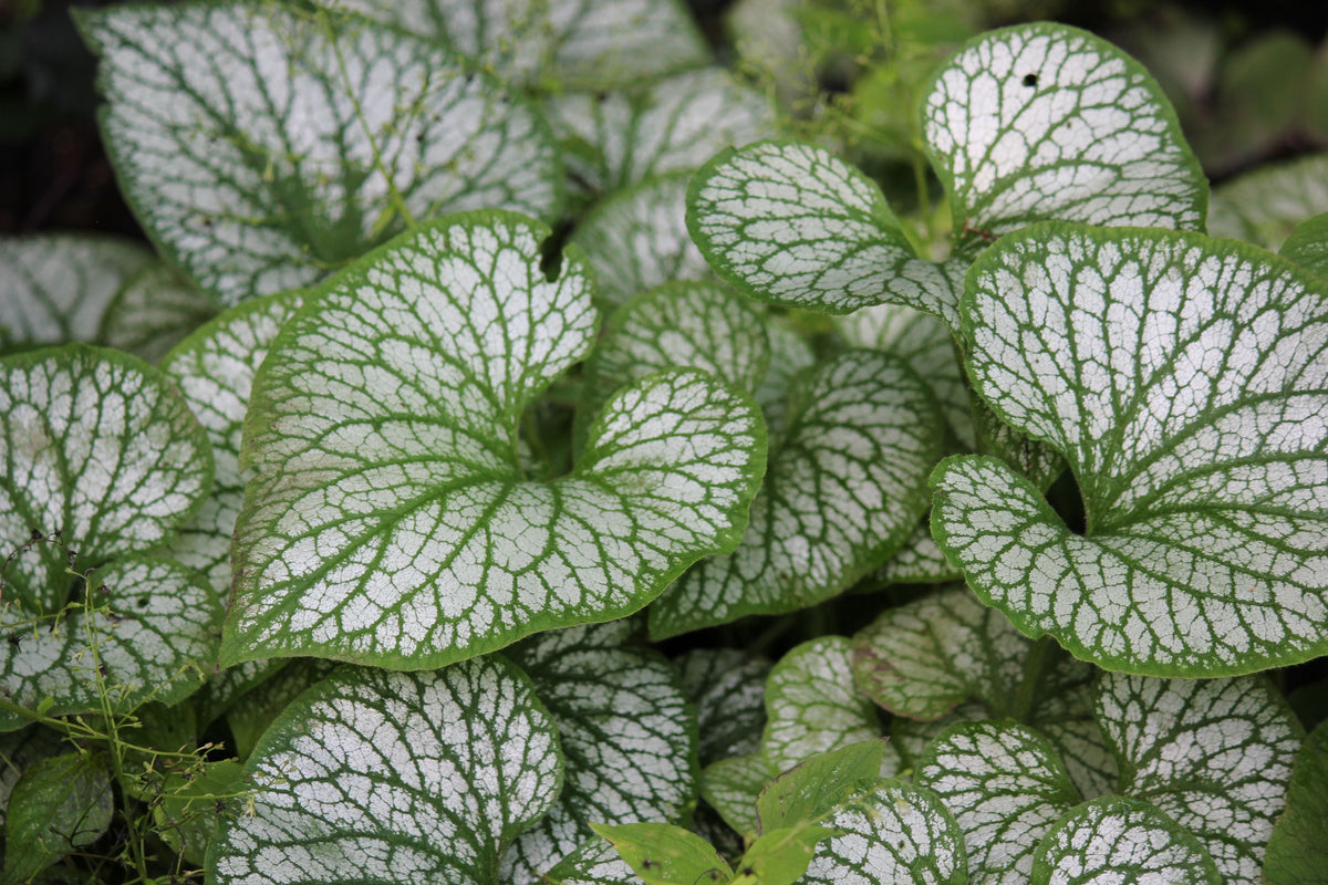 Jack Frost Siberian Bugloss 1 Gallon Live Plant – Brunnera macrophylla ‘Jack Frost’