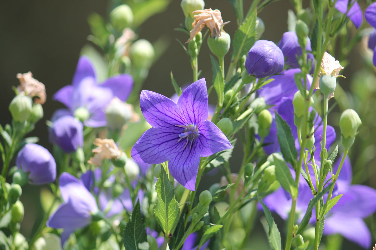 Sentimental Blue Balloon Flower Live Plants 3 Rooted Starters Platycodon Grandiflorus Blue Perennial Flowers