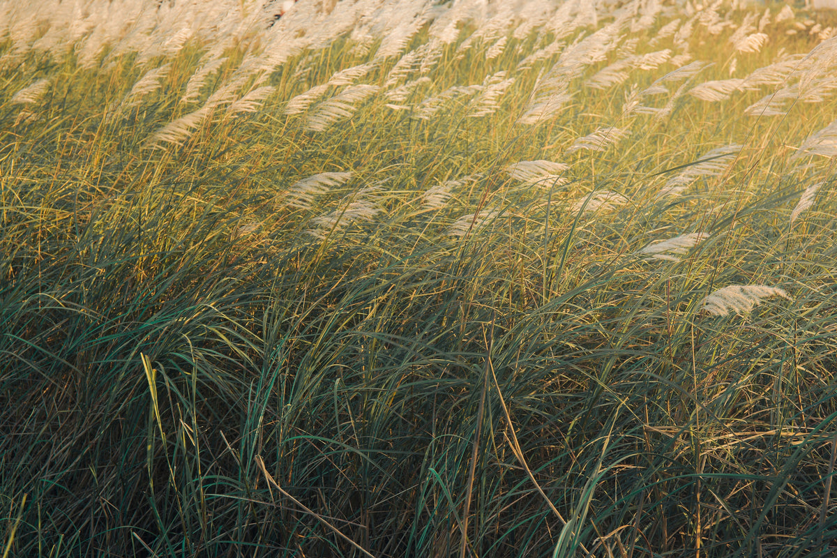 Niagara Falls Switch Grass Live Plants – 3 Rooted Starters in 1 Qt Pots, Ornamental Grass, Panicum virgatum 'Prairie Winds Niagara Falls'