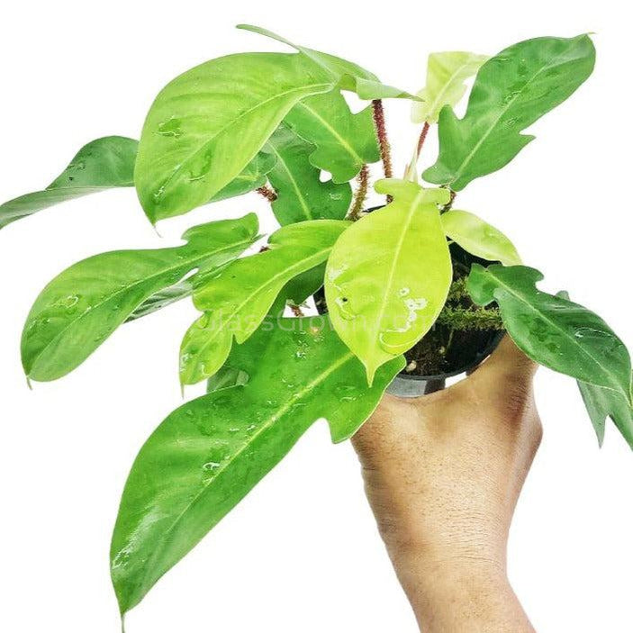 Philodendron Squamiferum RARE Stems of Pots