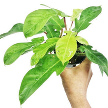 Philodendron Squamiferum RARE Stems of Pots