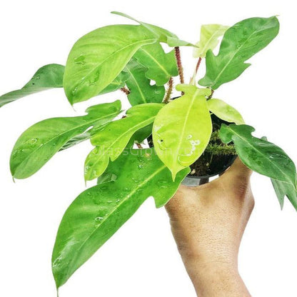 Philodendron Squamiferum RARE Stems of Pots